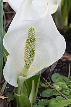 Asian skunk-cabbage Lysichiton camtschatcensis, white flower with spadix